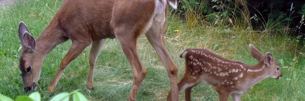 Bambi and doe