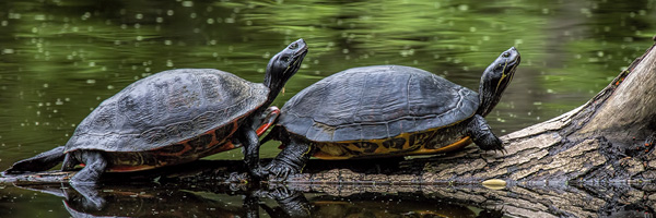 two turtles on a log