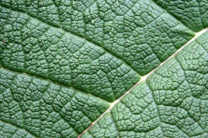 leaf wrinkles