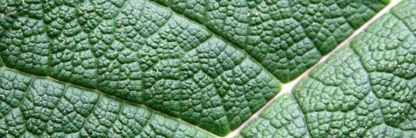 leaf wrinkles