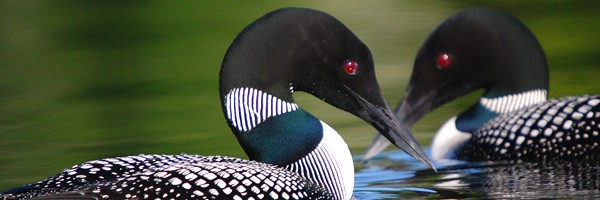 Loons on a lake