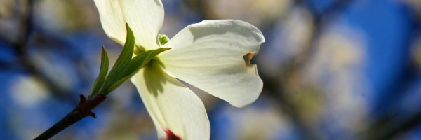 Dogwood blossoms