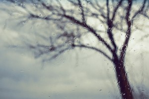 rain and stark tree