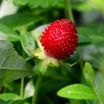 A Wild Strawberry Patch