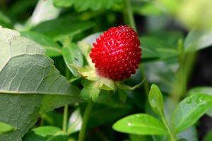 Wild Strawberry Patch