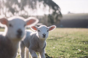 Photo by lambs by Tim Marshall on Unsplash