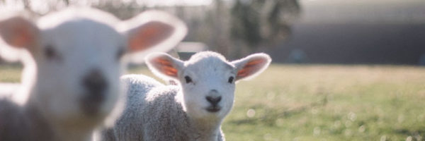 Photo of lambs by Tim Marshall on Unsplash