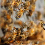 Make Honey While the Sun Shines: Beekeeping in God’s Time