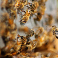 Make Honey While the Sun Shines: Beekeeping in God's Time