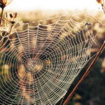 Spider Pets and the Revelation of God